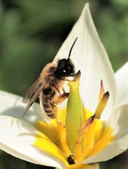 Andrena flavipes