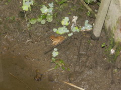 Polypedates megacephalus