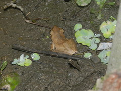 Polypedates megacephalus