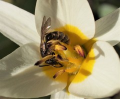 Andrena flavipes