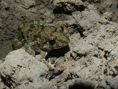 Fejervarya limnocharis
