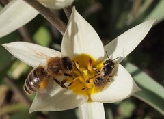 Andrena flavipes