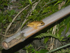 Polypedates megacephalus