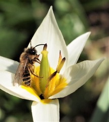 Andrena flavipes