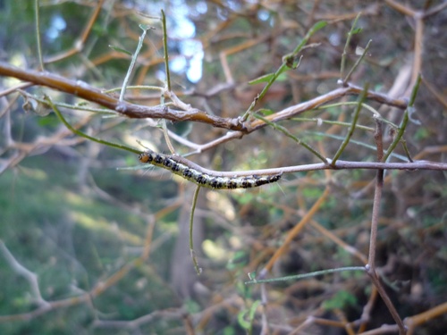 Kōwhai moth photo 6