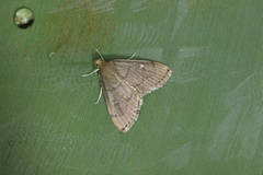 Phaedropsis leialis