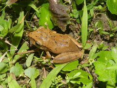 Polypedates megacephalus