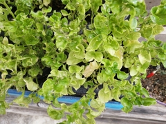 Alternanthera sissoo