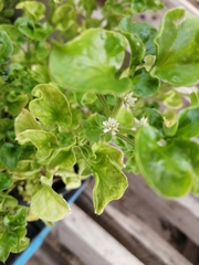 Alternanthera sissoo