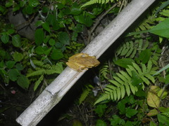 Polypedates megacephalus