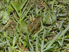 Fejervarya limnocharis