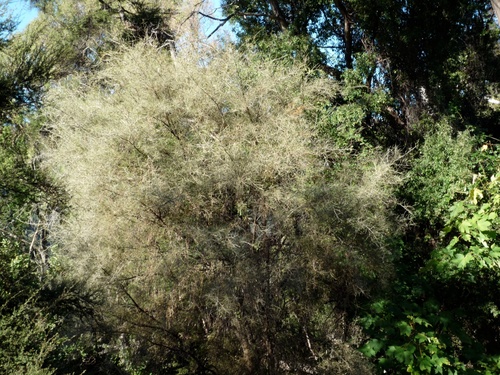 Kōwhai moth photo 5