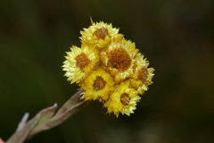 Helichrysum cephaloideum