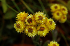 Helichrysum cephaloideum