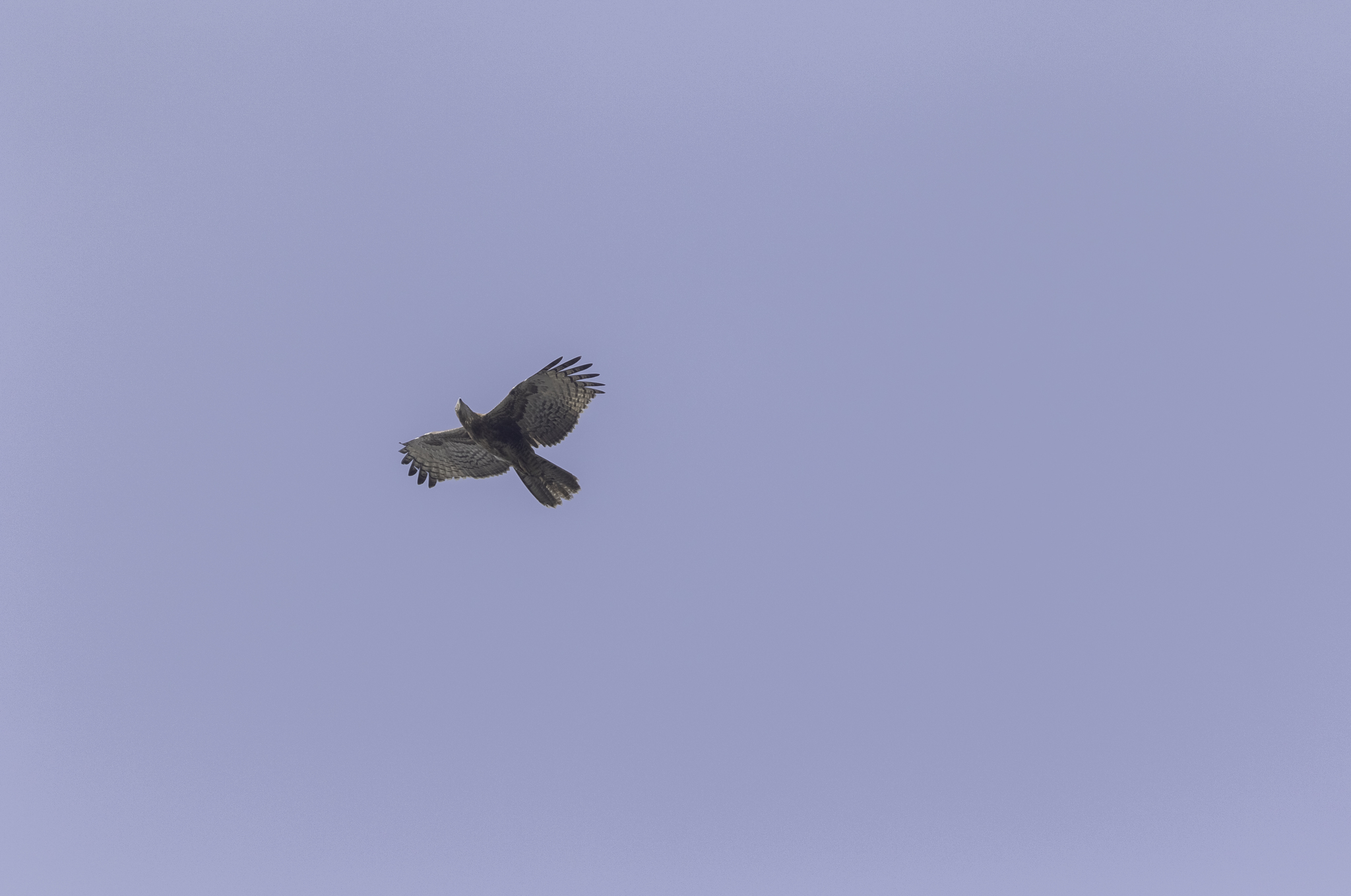 Oriental Honey Buzzard