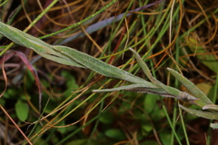 Helichrysum cephaloideum