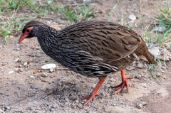 Pternistis afer castaneiventer