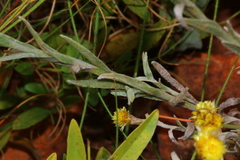Helichrysum cephaloideum
