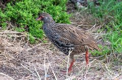 Pternistis afer castaneiventer