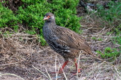 Pternistis afer castaneiventer