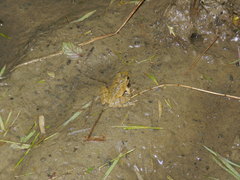 Buergeria choui
