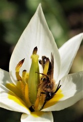 Andrena flavipes