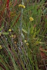 Helichrysum cephaloideum