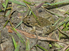 Fejervarya limnocharis