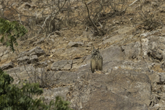Bubo bengalensis