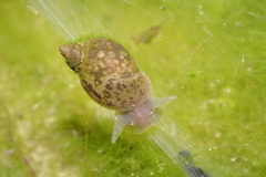 Amphipepleinae