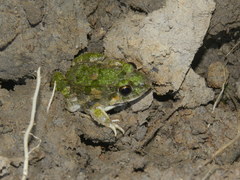 Fejervarya limnocharis