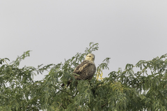 Buteo rufinus rufinus