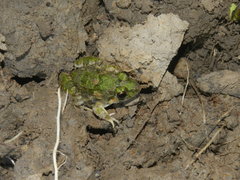 Fejervarya limnocharis