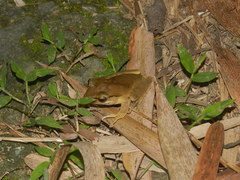 Polypedates megacephalus