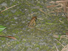 Hylarana latouchii