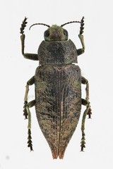 Dicerca aenea