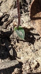 Eriochilus collinus collinus