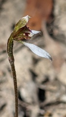 Eriochilus collinus collinus