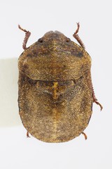 Psacasta neglecta