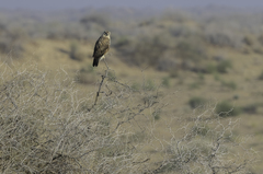 Buteo rufinus rufinus