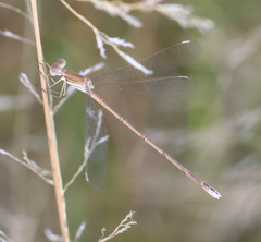 Lestes pallidus