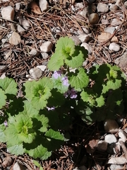 Glechoma hederacea