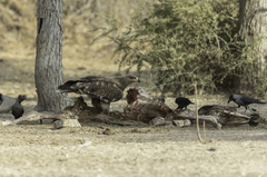 Aquila nipalensis nipalensis