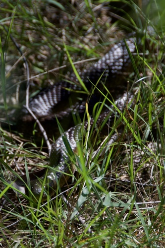 Tiger Snake sighting