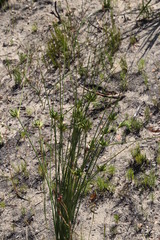 Bobartia longicyma