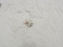 Halimedaceae