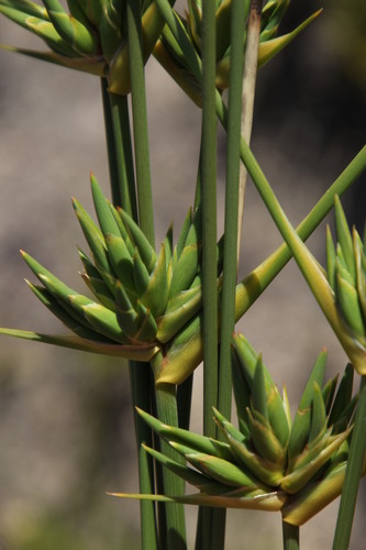Image of Broom Rushiris (Bobartia longicyma) by (c) Tony Rebelo, some rights reserved (CC BY-SA)
