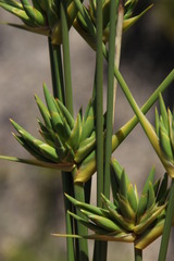 Bobartia longicyma