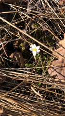 Anemonoides nemorosa