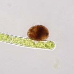 Vampyrella lateritia